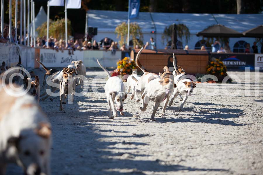 Prüfung show — IMG_3281