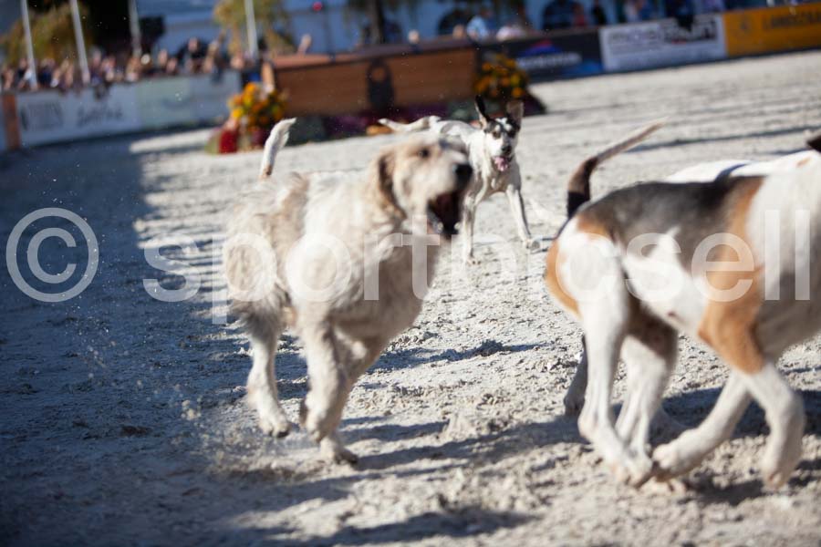 Prüfung show — IMG_3286
